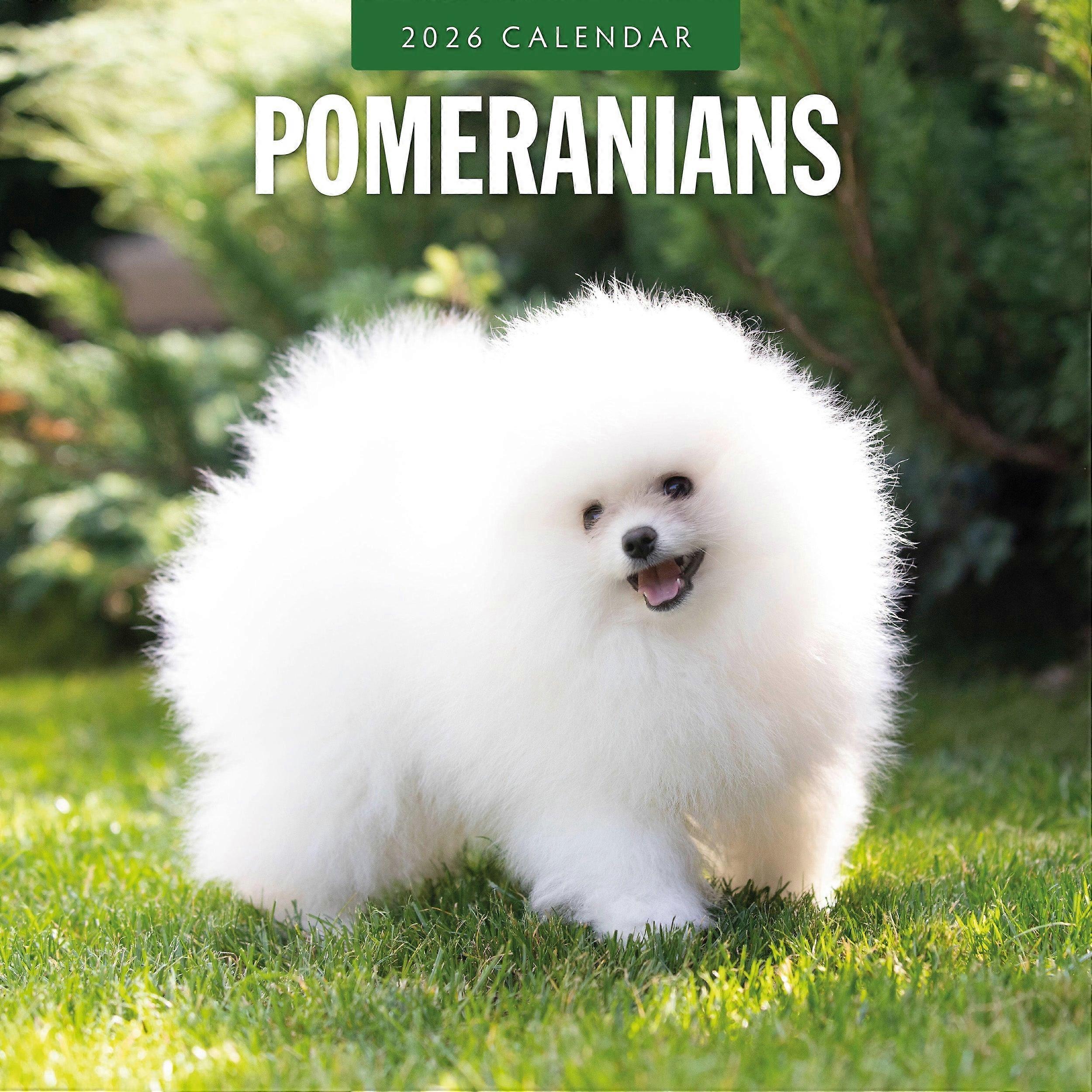 Red Robin Pomeranian Calendar 2026