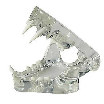 Anatomisk modell av transparenta tänder (katt)