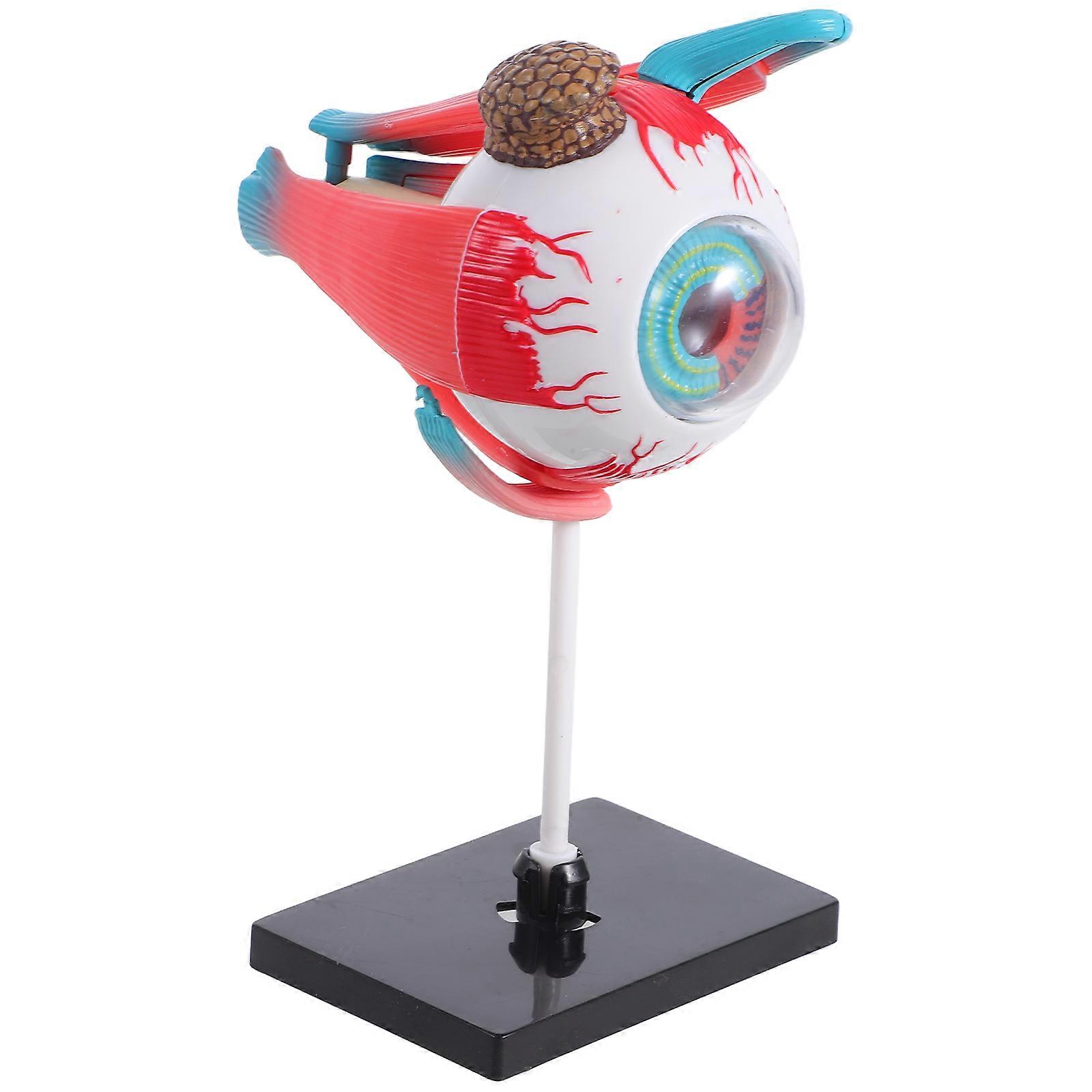 Human Eye Anatomy Model for Science Learning with Educational Toy