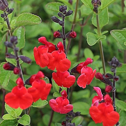 Sálvia Royal Bumble. Greggs Sábio.