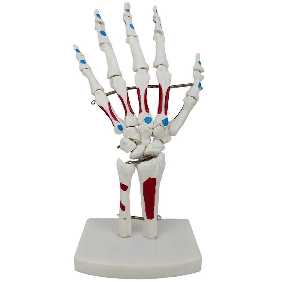 Skeleton Hand Model, Hand Joint Model, with Wrist, Ulna, Hinged Hand , Palmar Anatomy Muscle Model