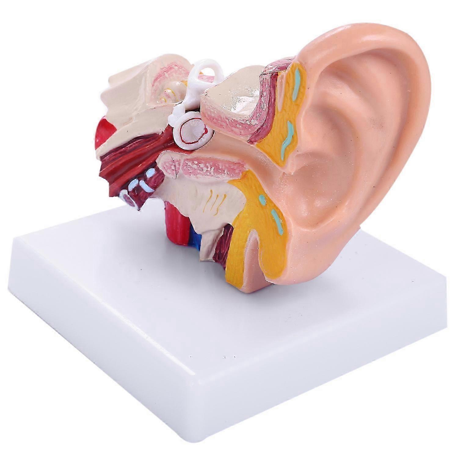 1.5 Times Human Ear Anatomy Model Showing Organs Structure Of the Central and External Ears Teachin