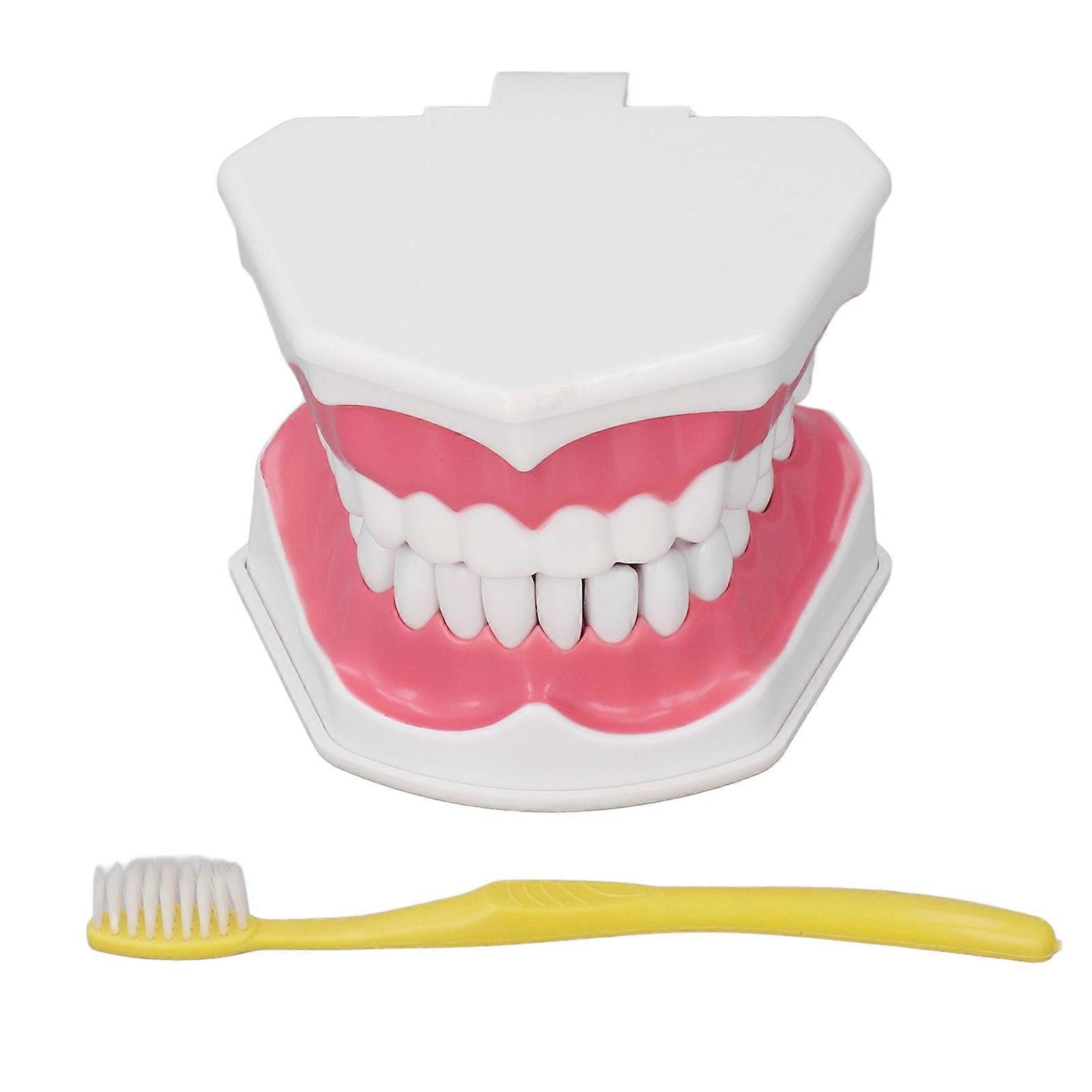 Teeth Model Tooth Brushing Practice Dental Teaching Study Tool with Brush Set Kit