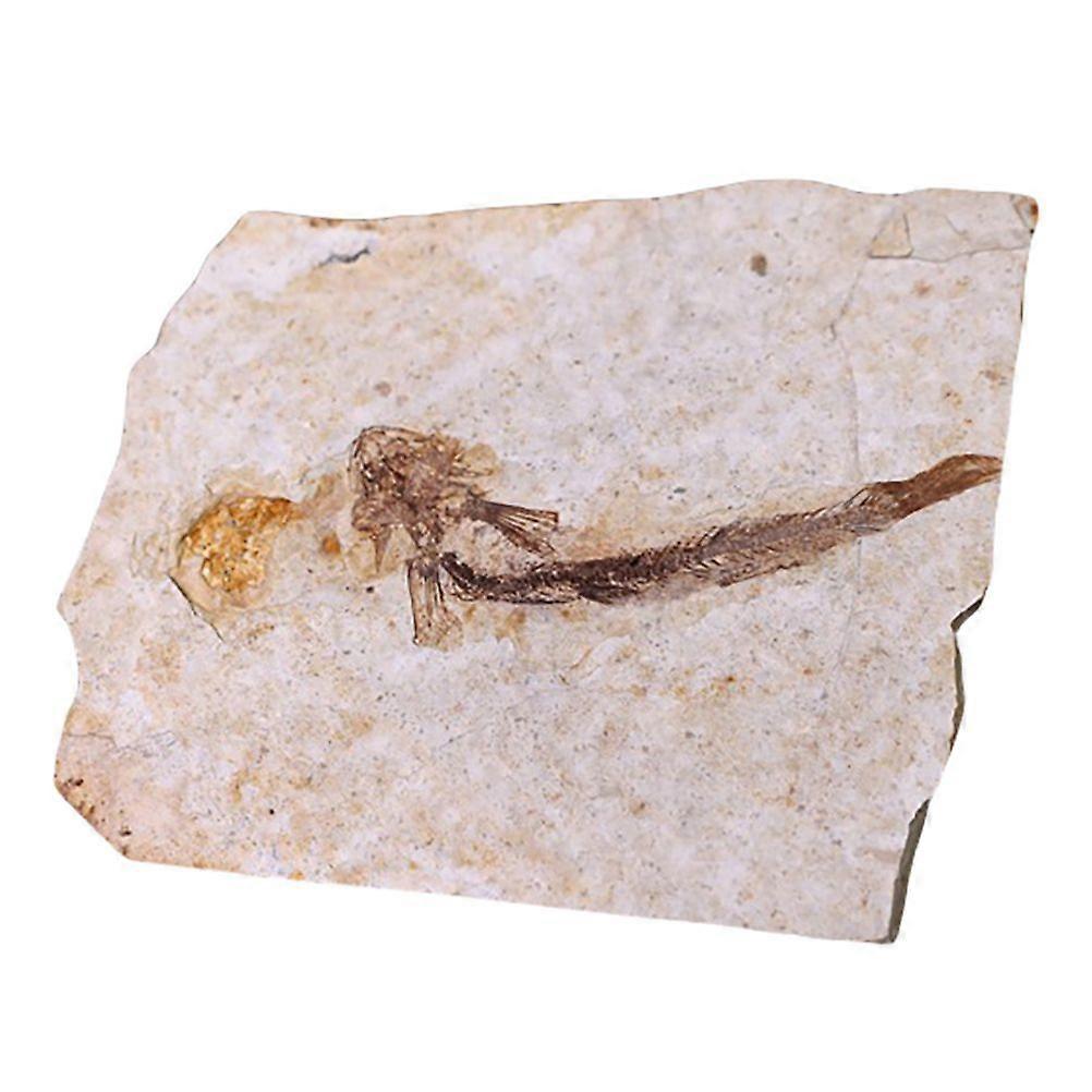 1pc Paläontologie Fisch Fossil Probe Wissenschaft Ornamente Laborbedarf