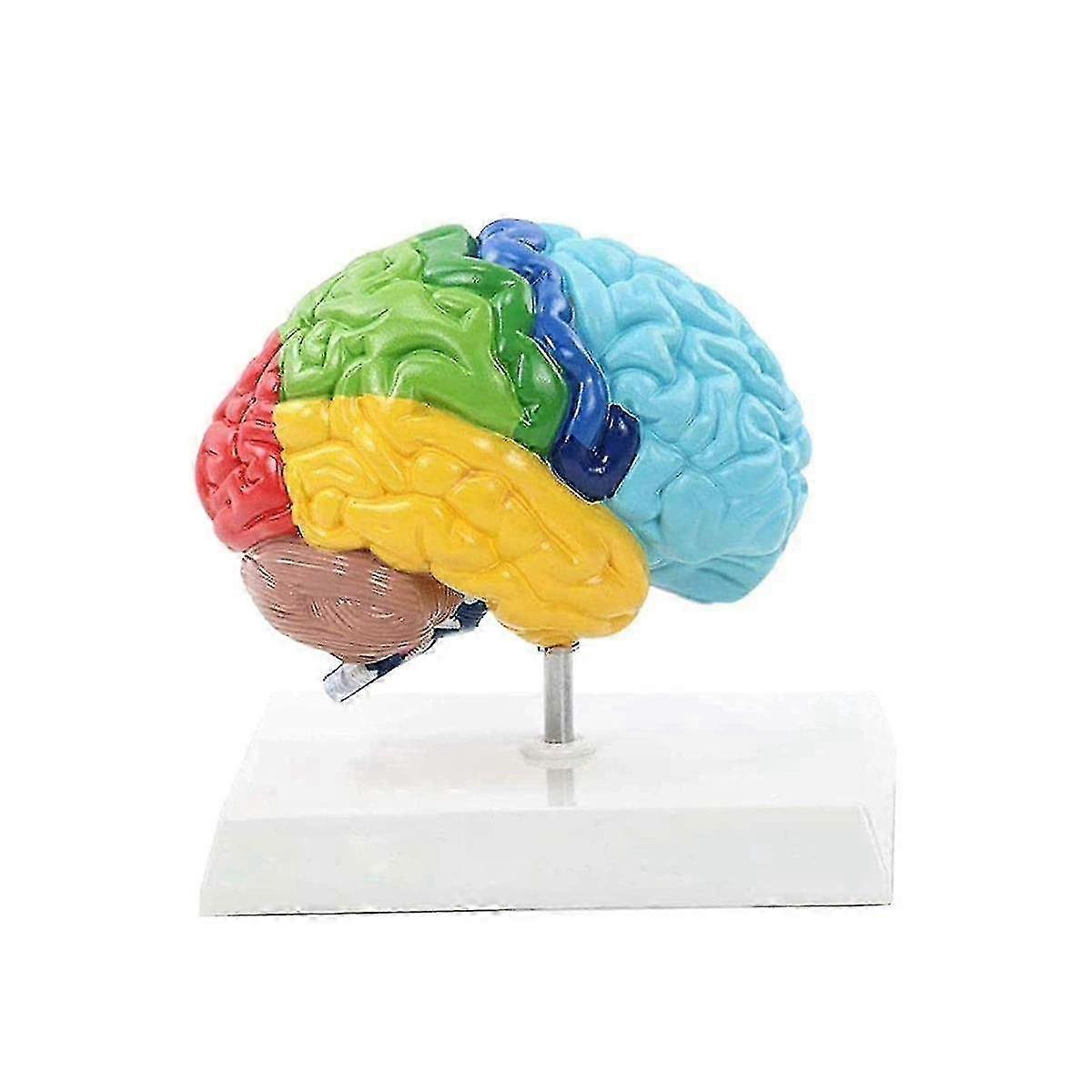 Right Hemisphere Of Brain Human Body Model Education Brain Model 1:1 For Student Teaching Study Assembling Model