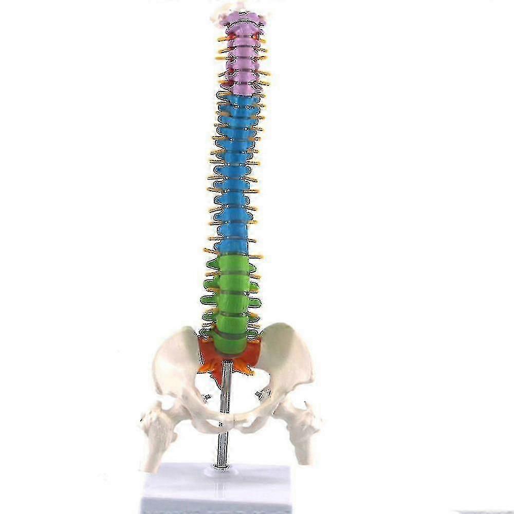 Colored Life Size Human Spine Model 45cm Flexible with Pelvis Femur Yaying