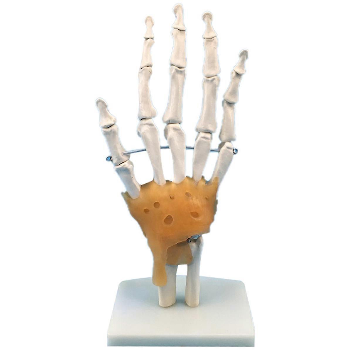 Human Hand Joint Model With Ligaments, Flexible Scientific Life Size