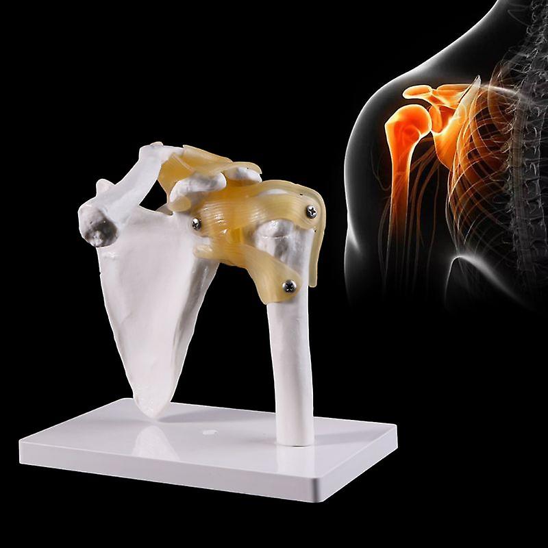 Functional Anatomical Life Size Human Anatomy Skeleton Shoulder Joint Bone Muscle Model For Teaching Study Tool