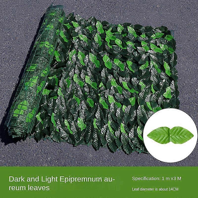 pflege von elefantenfuß Elefantenfuß (Beaucarnea Recurvata)