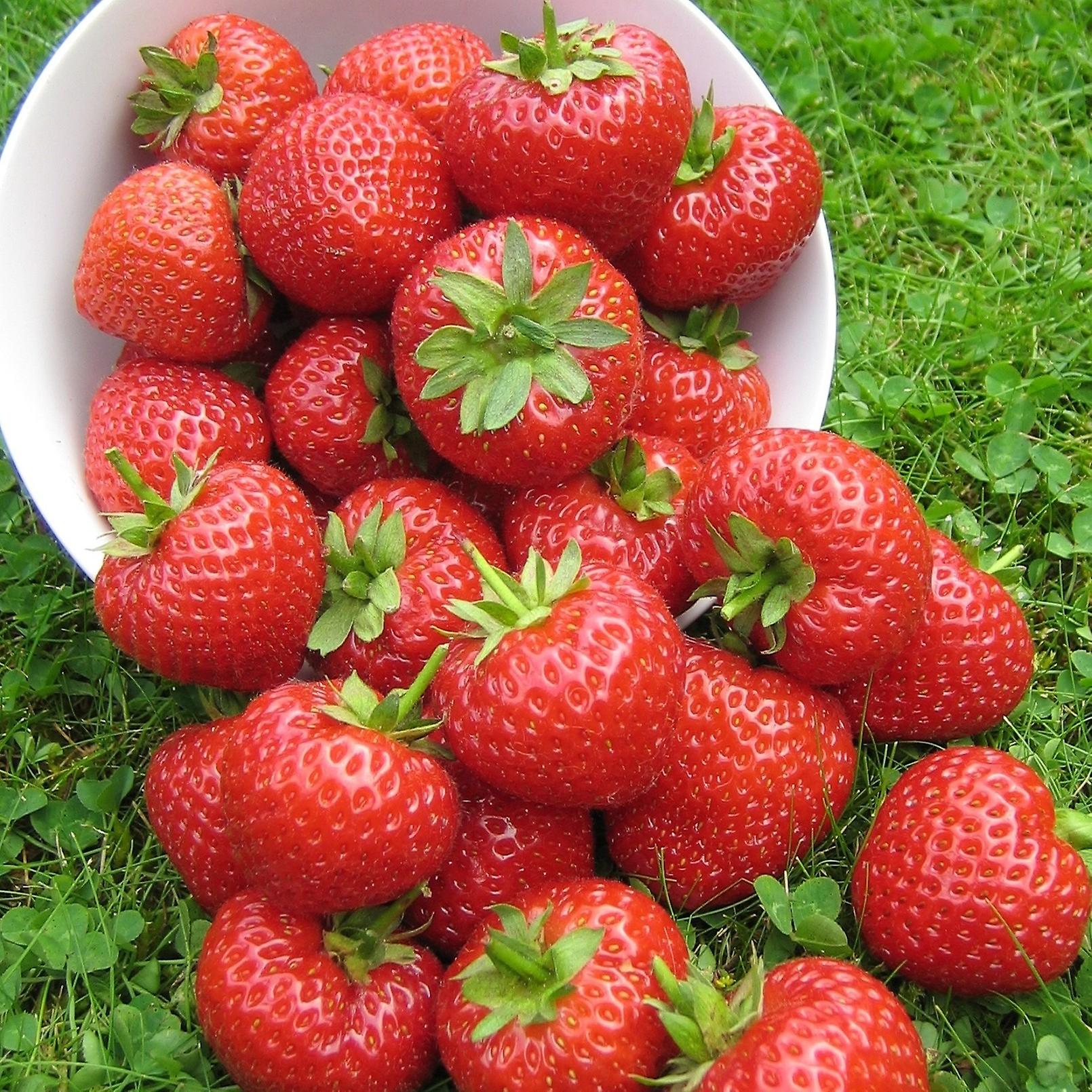 Mansikka kasvit. Koko kauden paketti.