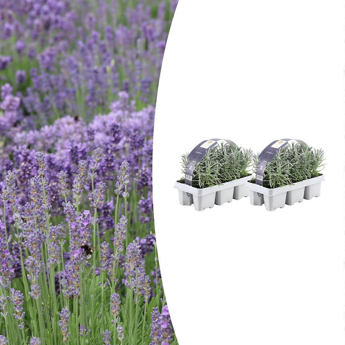 Lavendel angustifolia | 12 stuks - 15cm - Ø7cm