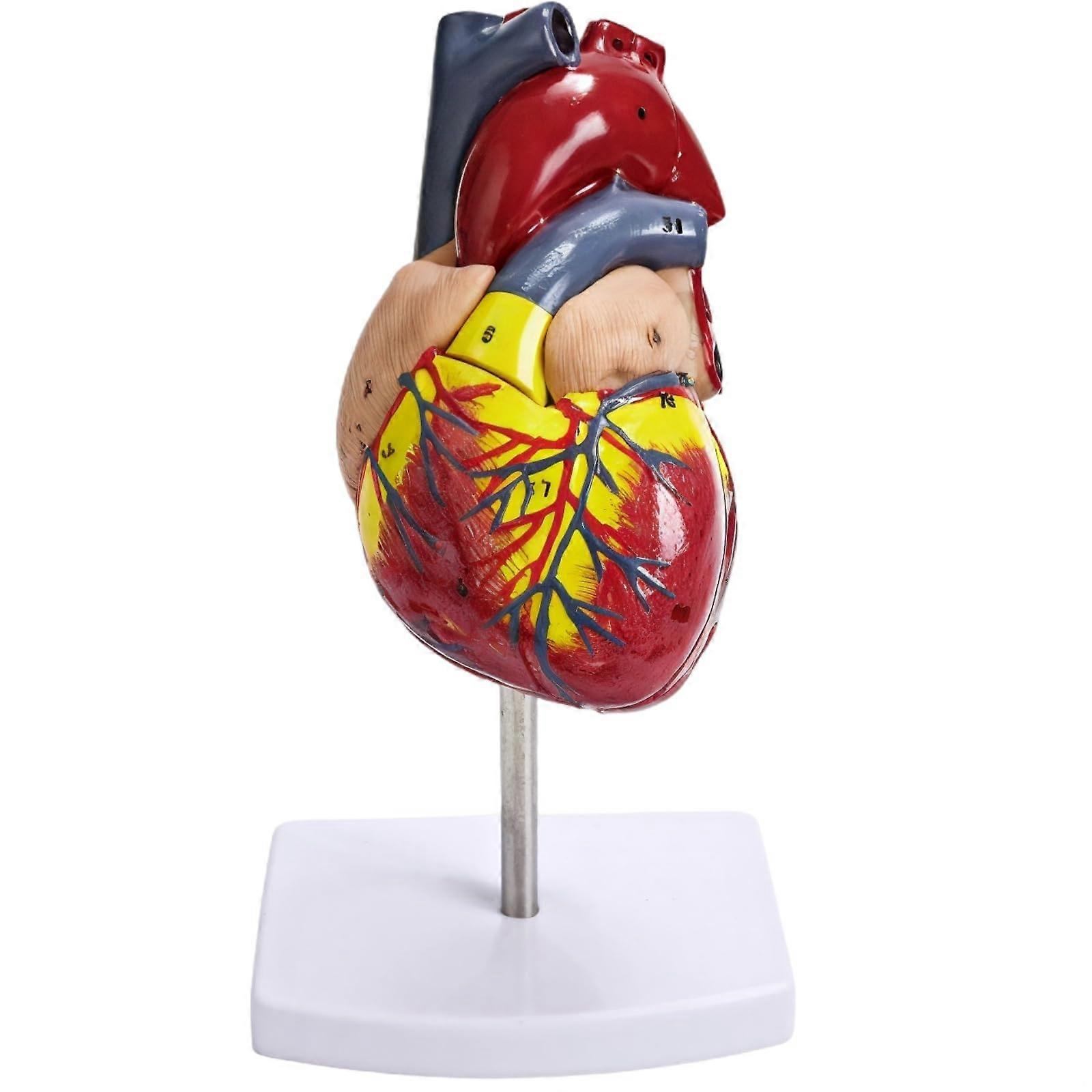 LifeSized Human Heart Model, Anatomical PVC Heart Replica With Removable Sections, 34 Color Labels, Support Base