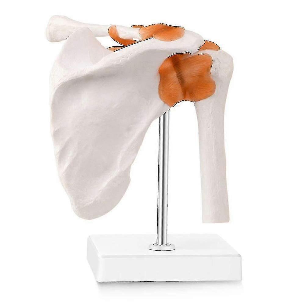 Anatomical Knee Joint With Ligaments Model, Human1:1Life Size, For Science Classroom Study, Display