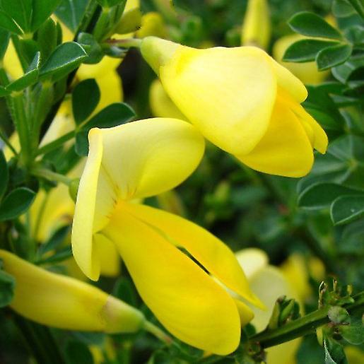 Cytisus luna comúnmente conocido como escoba.