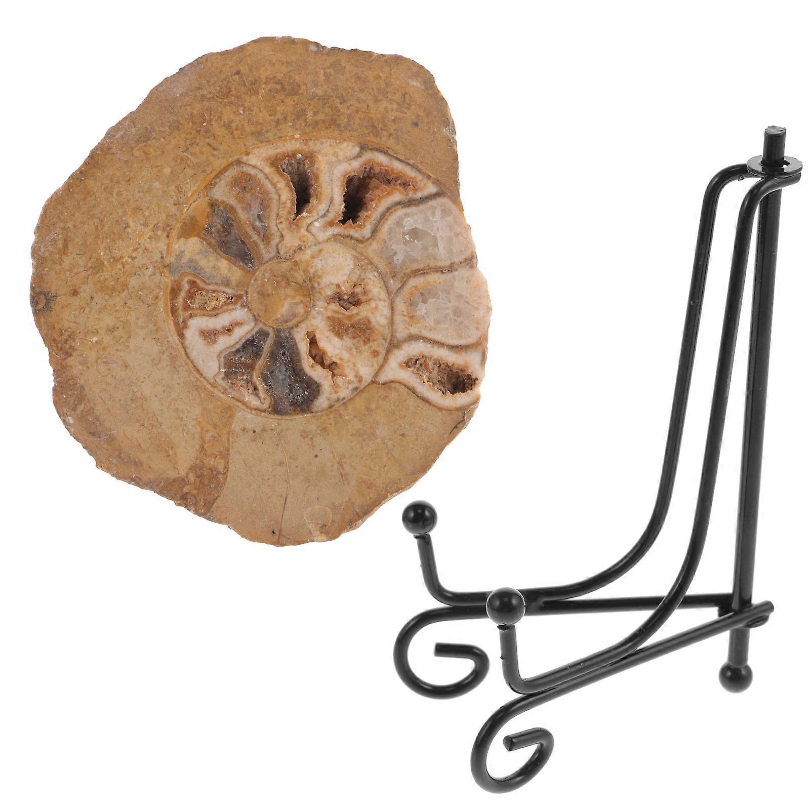 Ammonite Decor Model for Table 2Pcs Specimen