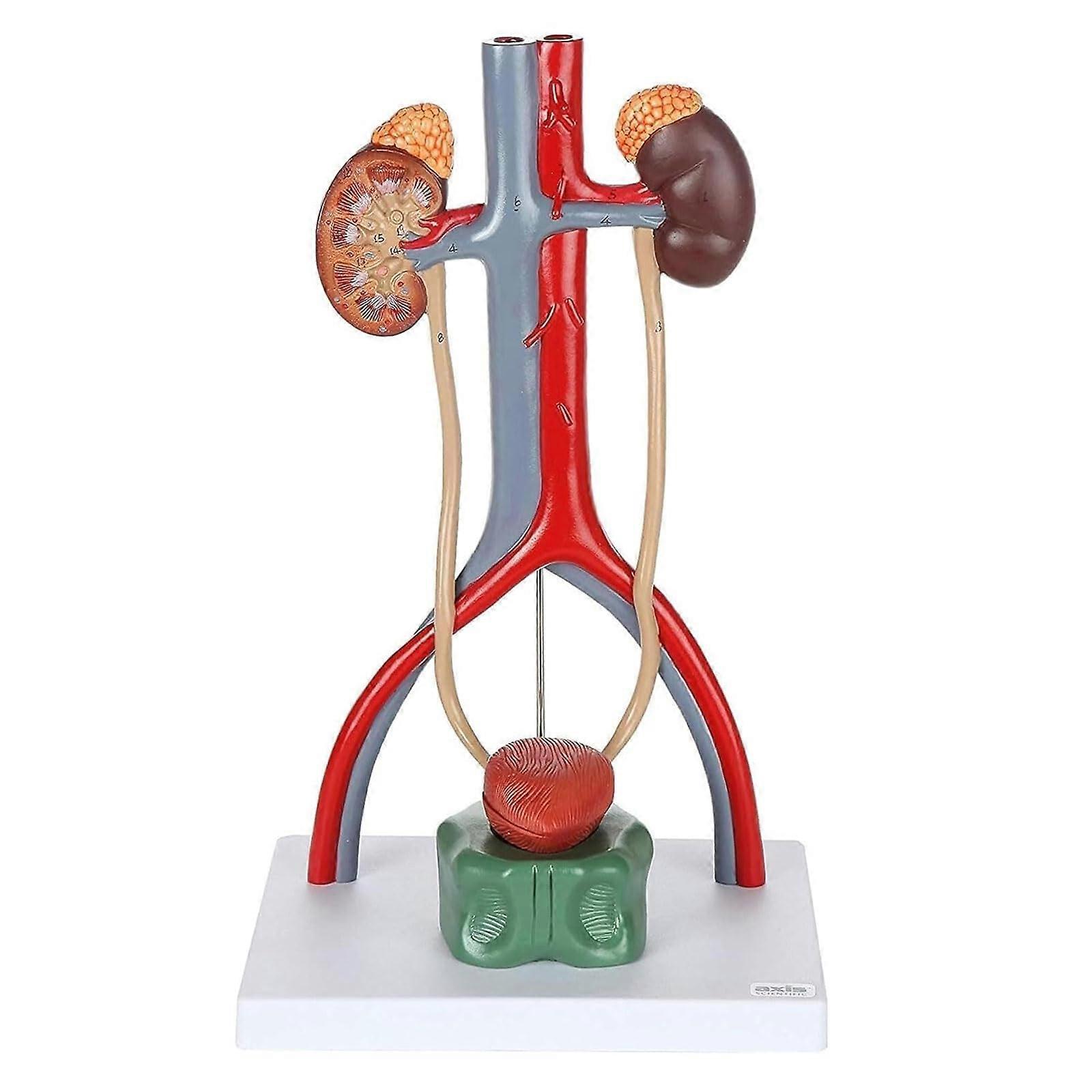 Urinary System Model with Labeled Kidney and Bladder, Durable PVC Human Anatomy Educational Display