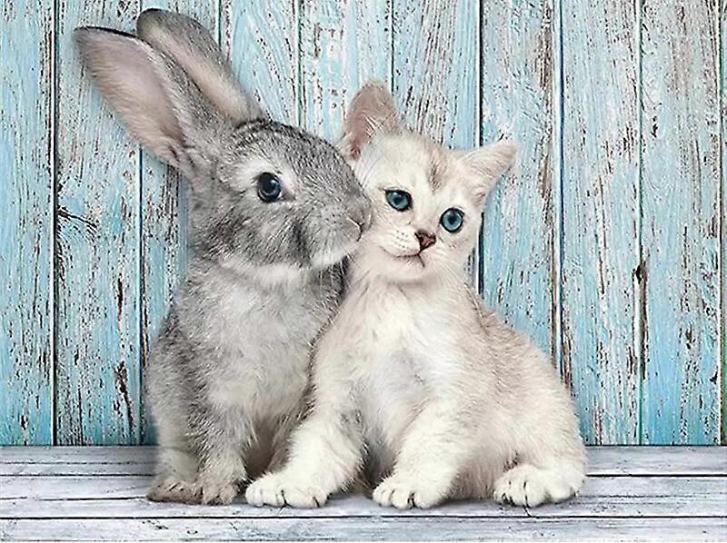 Dww-30 x 40 cm, Cat and Rabbit Diamond Painting Embroidery Diamond Painting5D Canvas Painting for Children and Adults, Rhinestone Puzzle Set, Drawing 