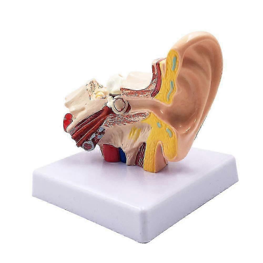 1.5x Anatomia do ouvido humano - Professional Desktop Inner Ear Structure Simulation For Education