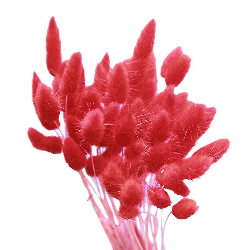 20pcs Lagurus Ovatus