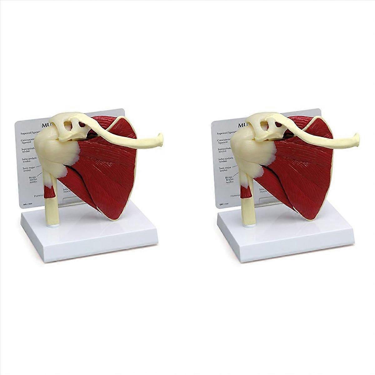 Muscle Shoulder Model,Human Anatomy Right Shoulder Joint Muscle Model