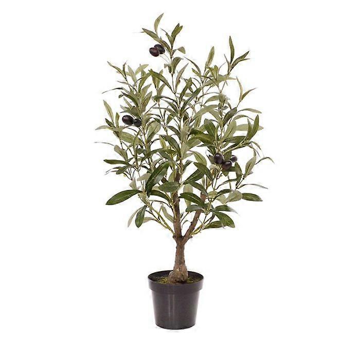 Olive tree (60 cm)