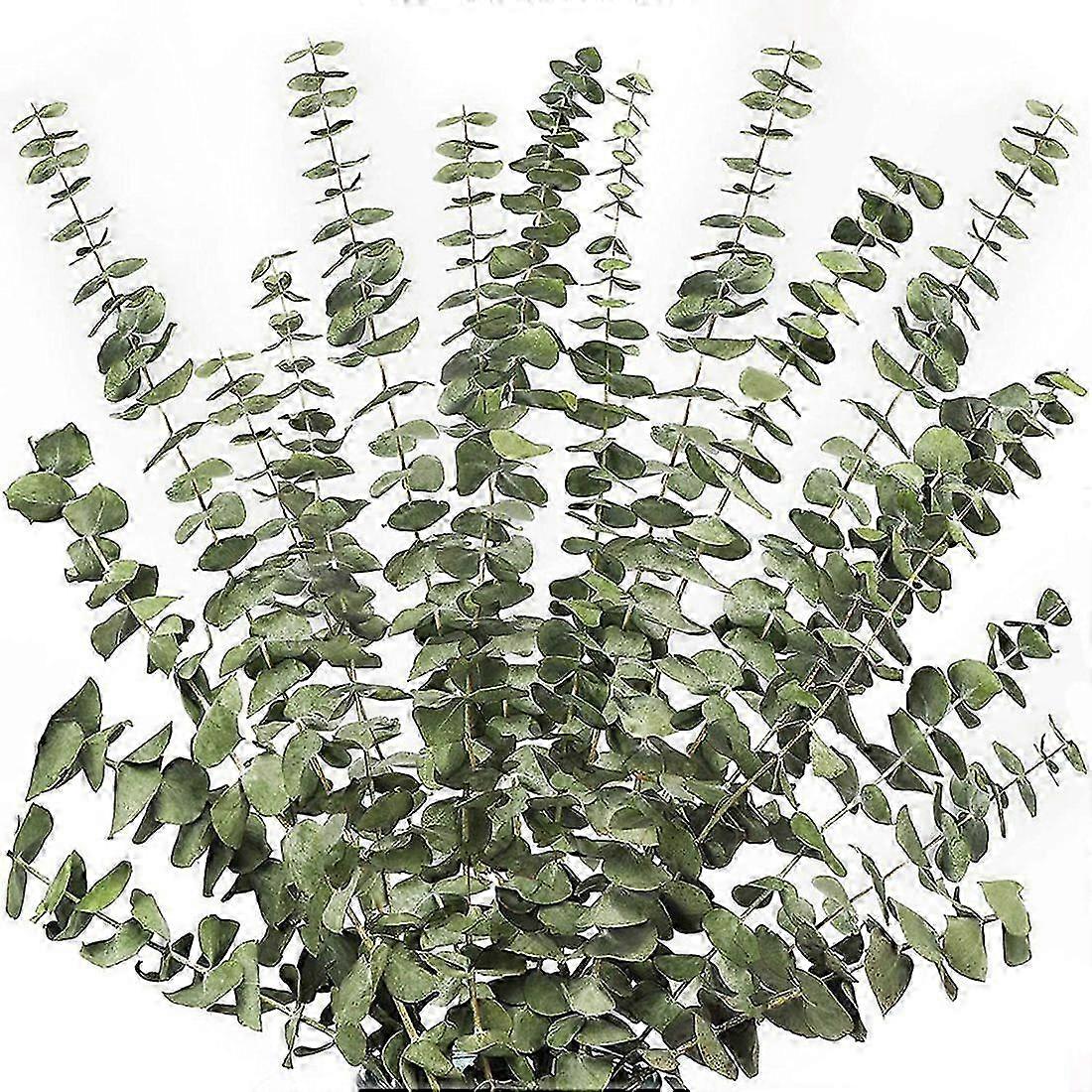 12Pcs seco ramos de eucalipto Greenery Stems, 17 polegadas 100% vivo Eucalyptus folhas planta verde D