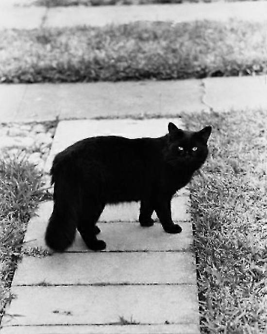Black Cat Standing On A Walkway Poster