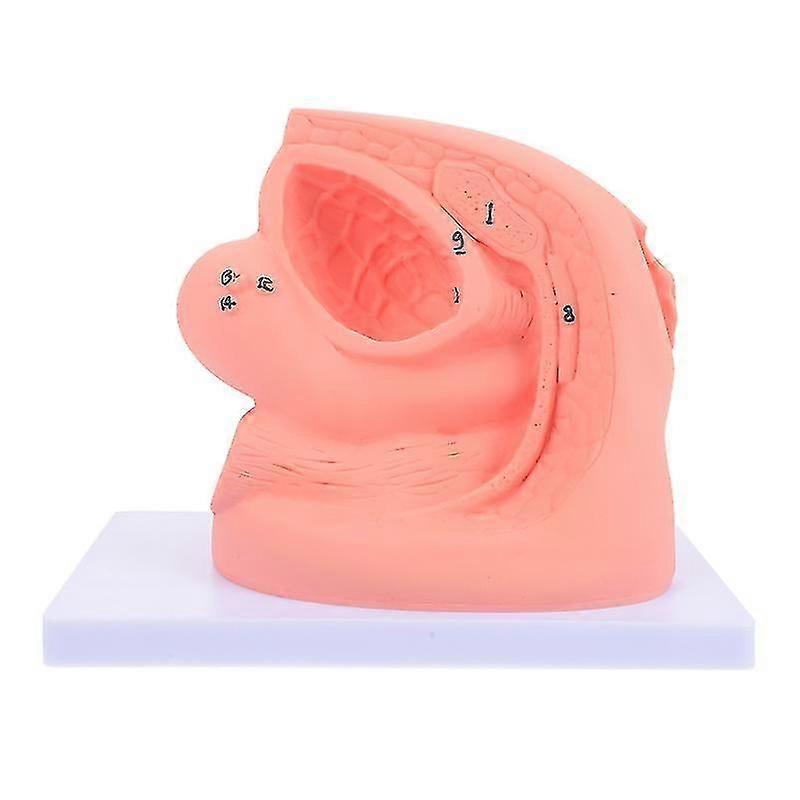 Simple Female Catheterization Model, Medical Training Tools, Healthcare Simulation