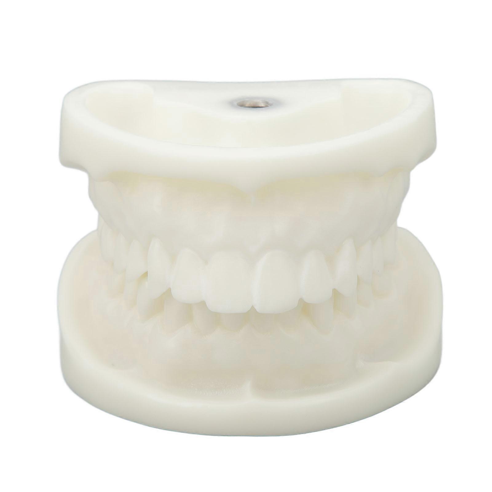 Tooth Model Educational Simulation White Corundum Dental Model for Teaching Study Supplies