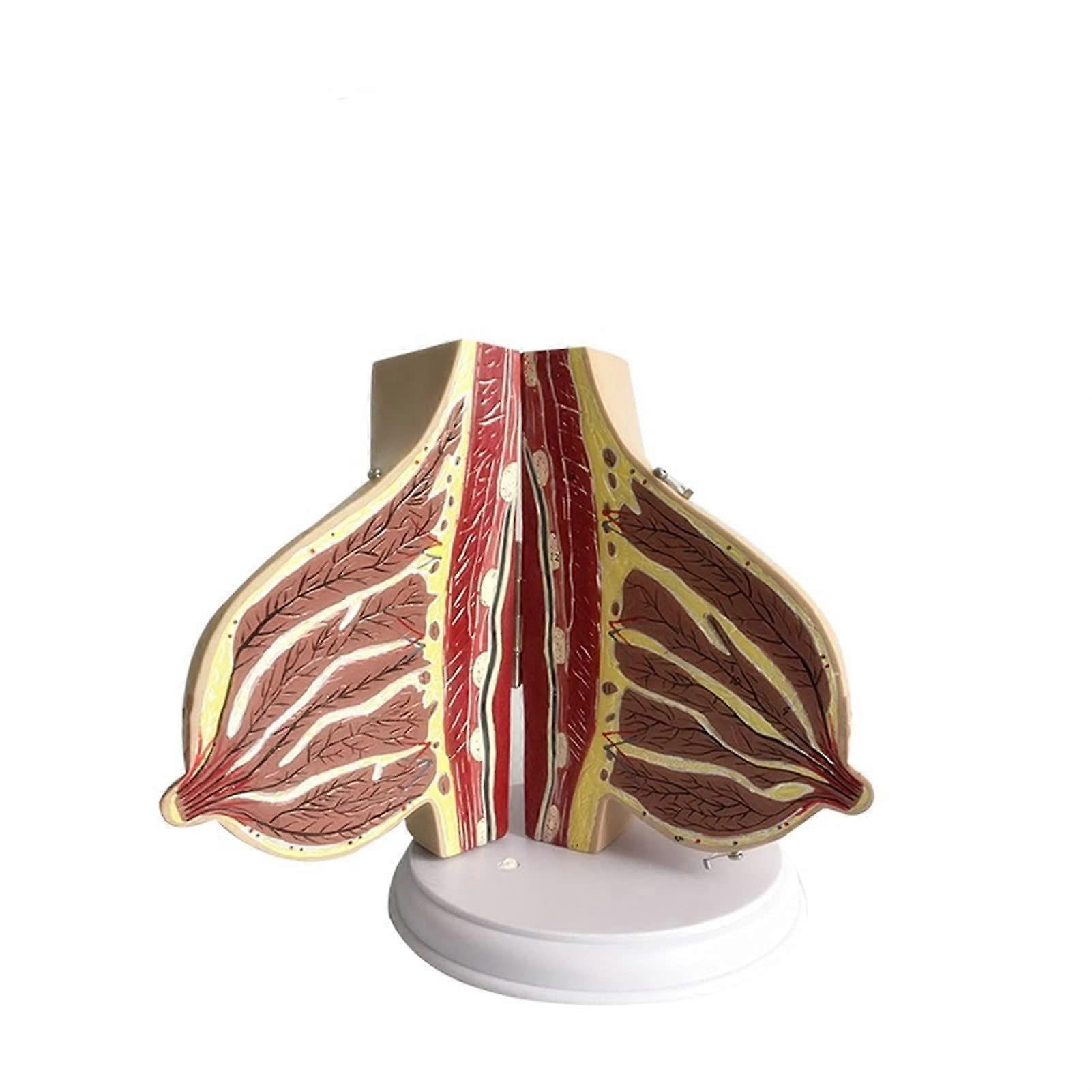 Female Breast Anatomical Model for Common Breast Diseases and Pathological Anatomy - Lactation Breast Structure Model