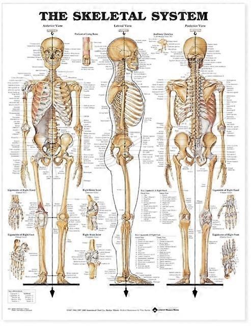 The Skeletal System Anatomical Chart Wallchart Book
