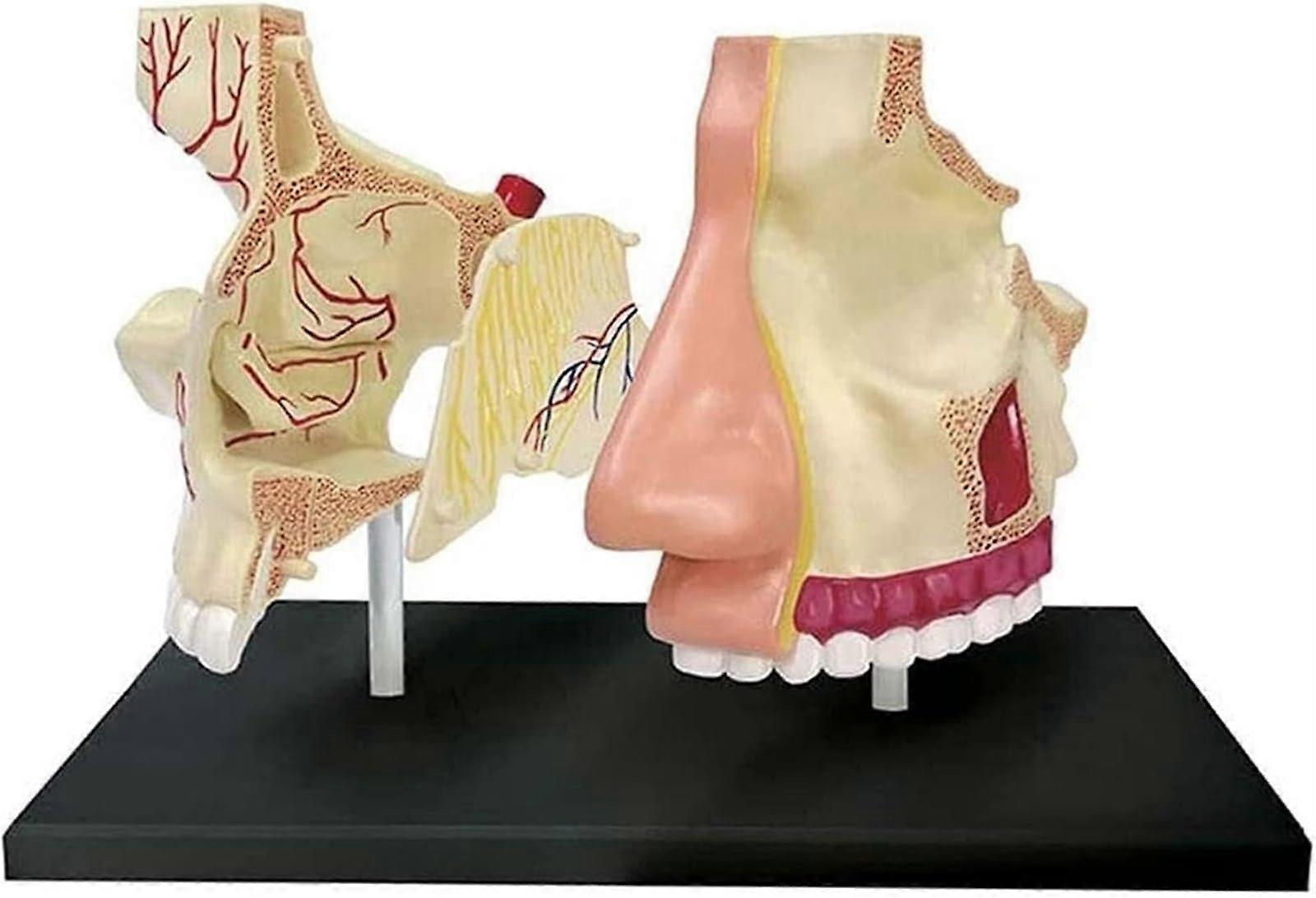 4D Human Nasal Cavity Model Anatomical Educational Tool for Science Classroom and Healthcare Applications, One Piece