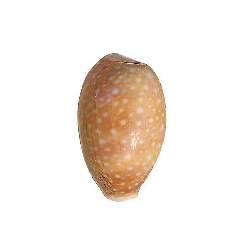 Spotted Cowrie Decorative Seashell For Aquarium Decoration