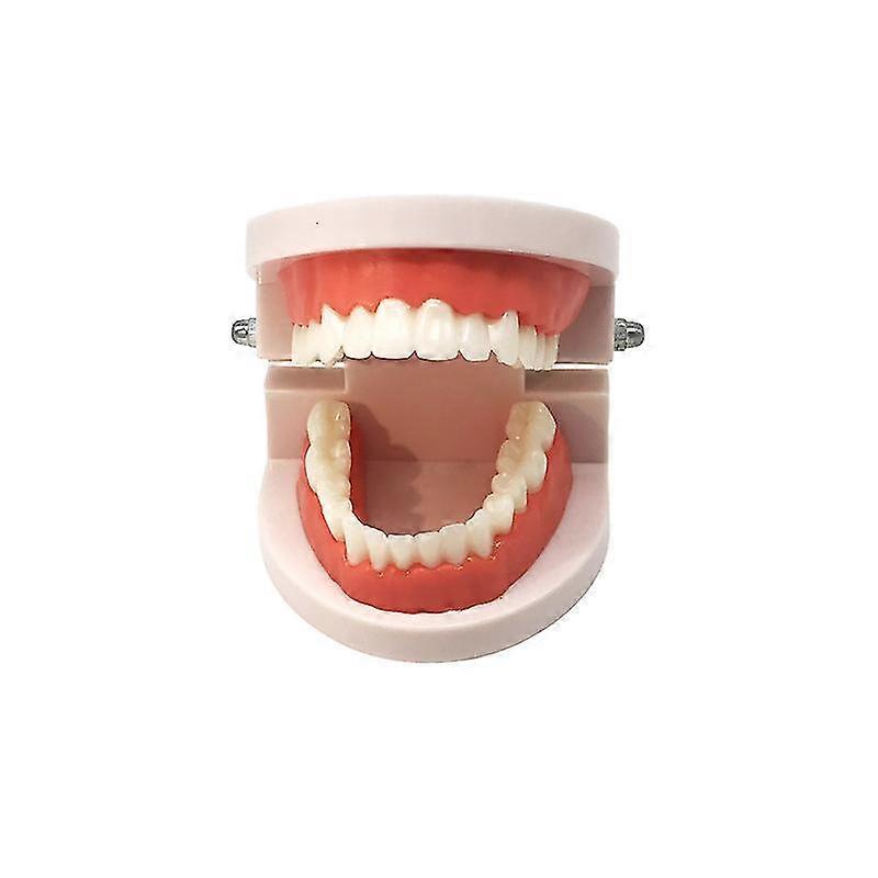 Dental Tooth Model For Teaching Dental Materials Dentist Tools