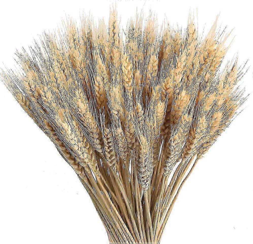 100pcs القمح المجفف الطبيعي باقات القمح المجفف الديكور الطبيعي القمح المجفف الطبيعي الزهور المجففة الديكور لشرفة المنزل الجدول زهرة الترتيب