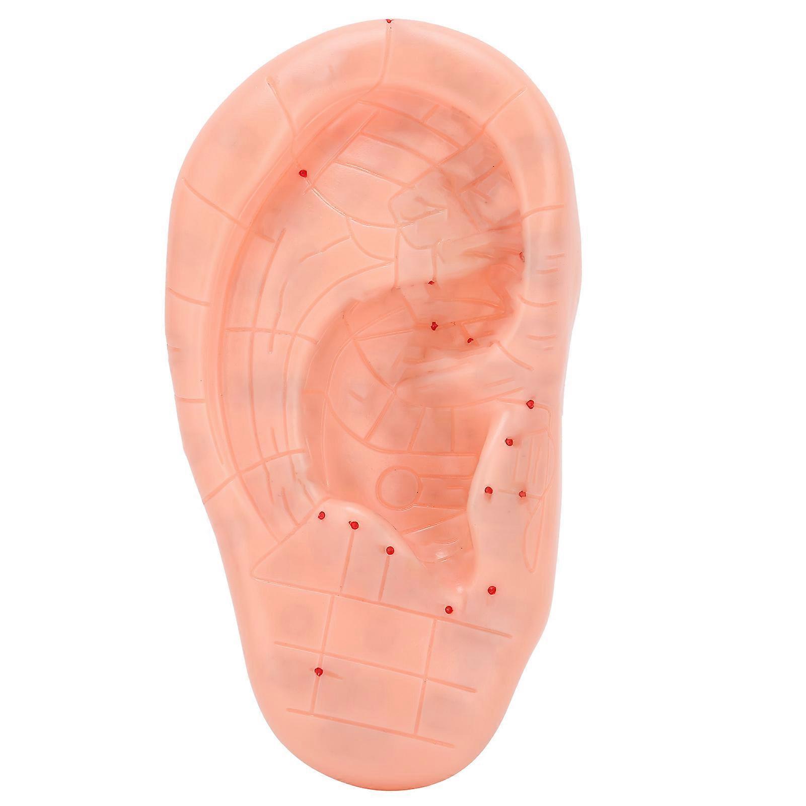 Ear reflex zone model Human ear acupuncture point massage model for teaching and learning