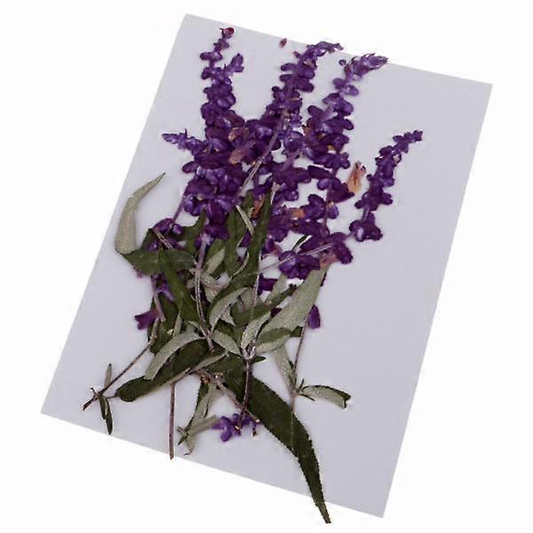2-4pack 10 sztuk suszone prasowane kwiaty do majsterkowania scrapbooking rękodzieło fioletowe kwiaty