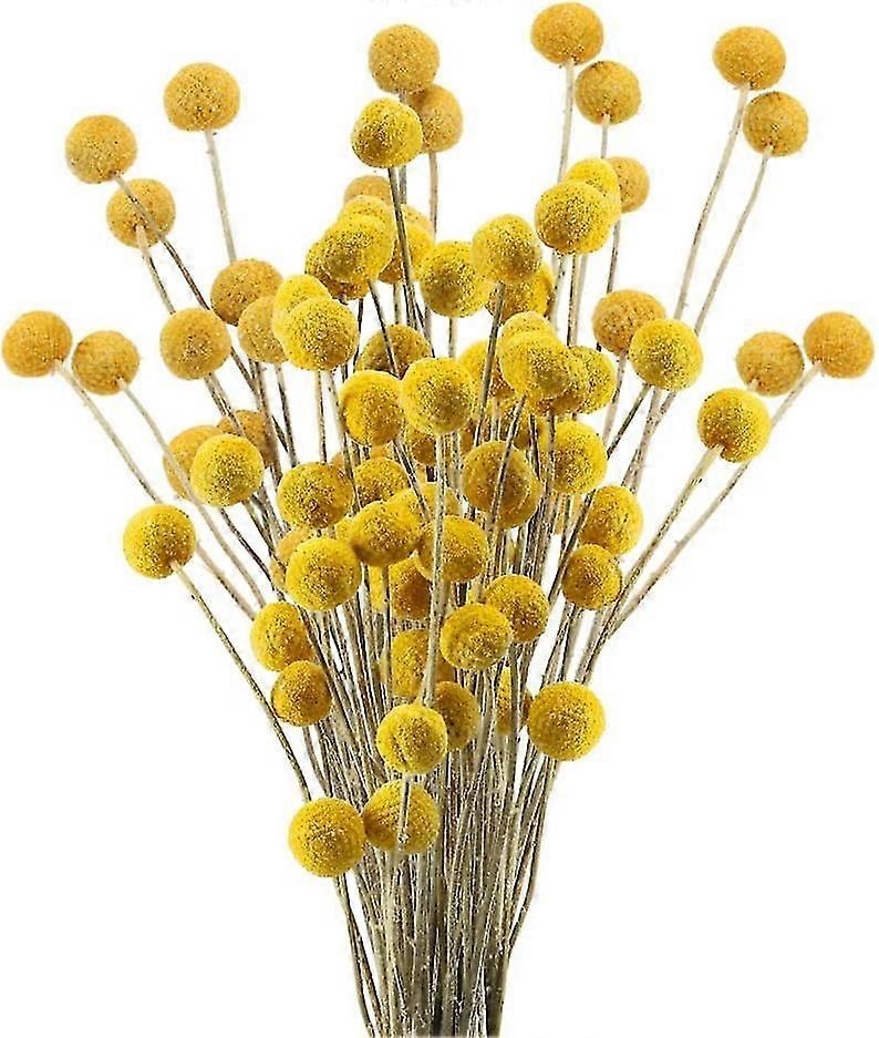 30 Stems Dried Craspedia Flowers Natural