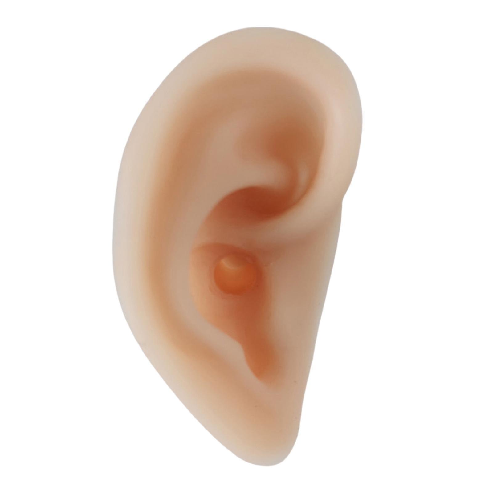 Human Ear Anatomy Model