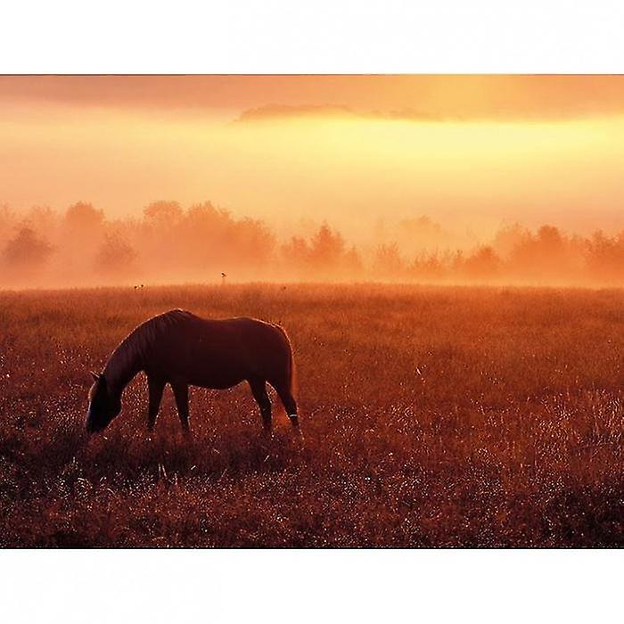 Dennis Frates Horse In Pasture Framed Canvas Print