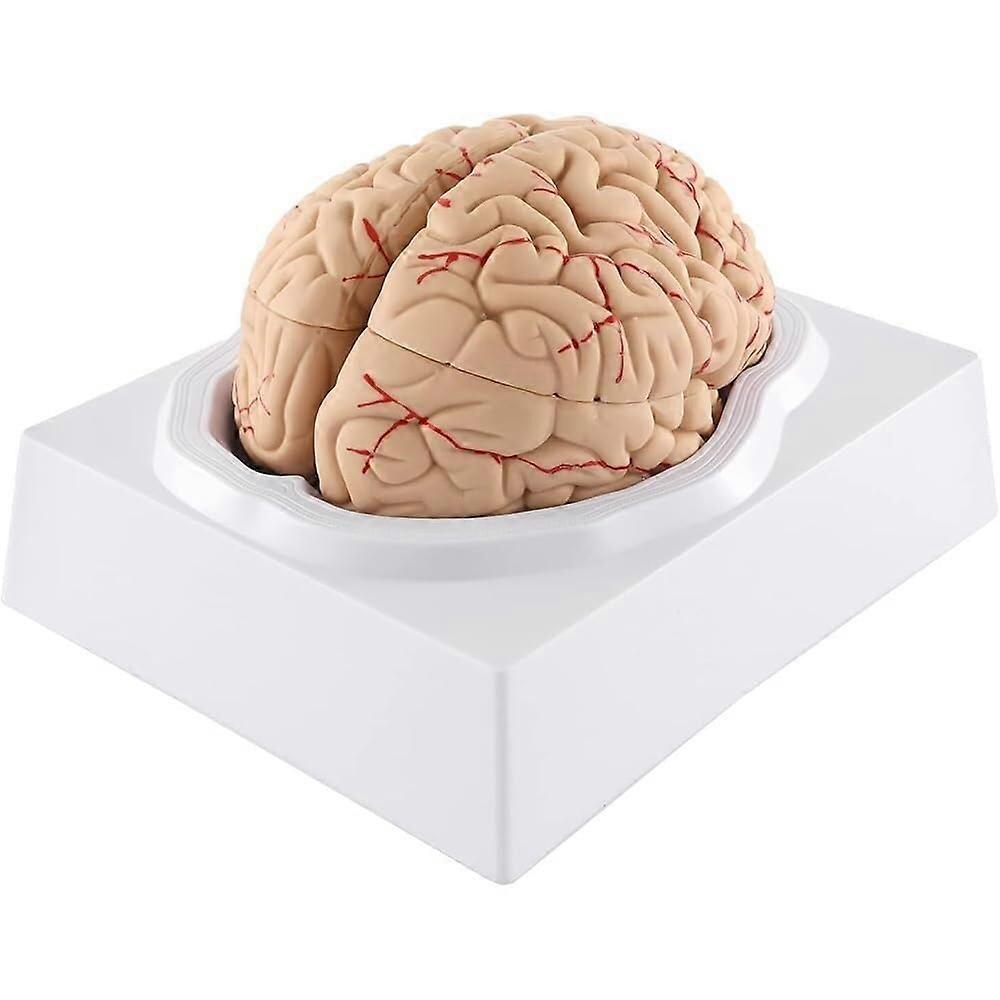LifeSize Human Brain Model 8Part Detachable Anatomical Design with ColorCoded Regions and Durable Base