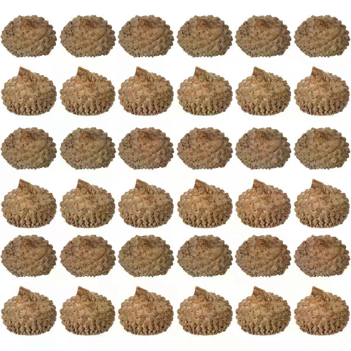 150Pcs Rustic Natural Acorn Shells 1-2.5cm Table Scatter
