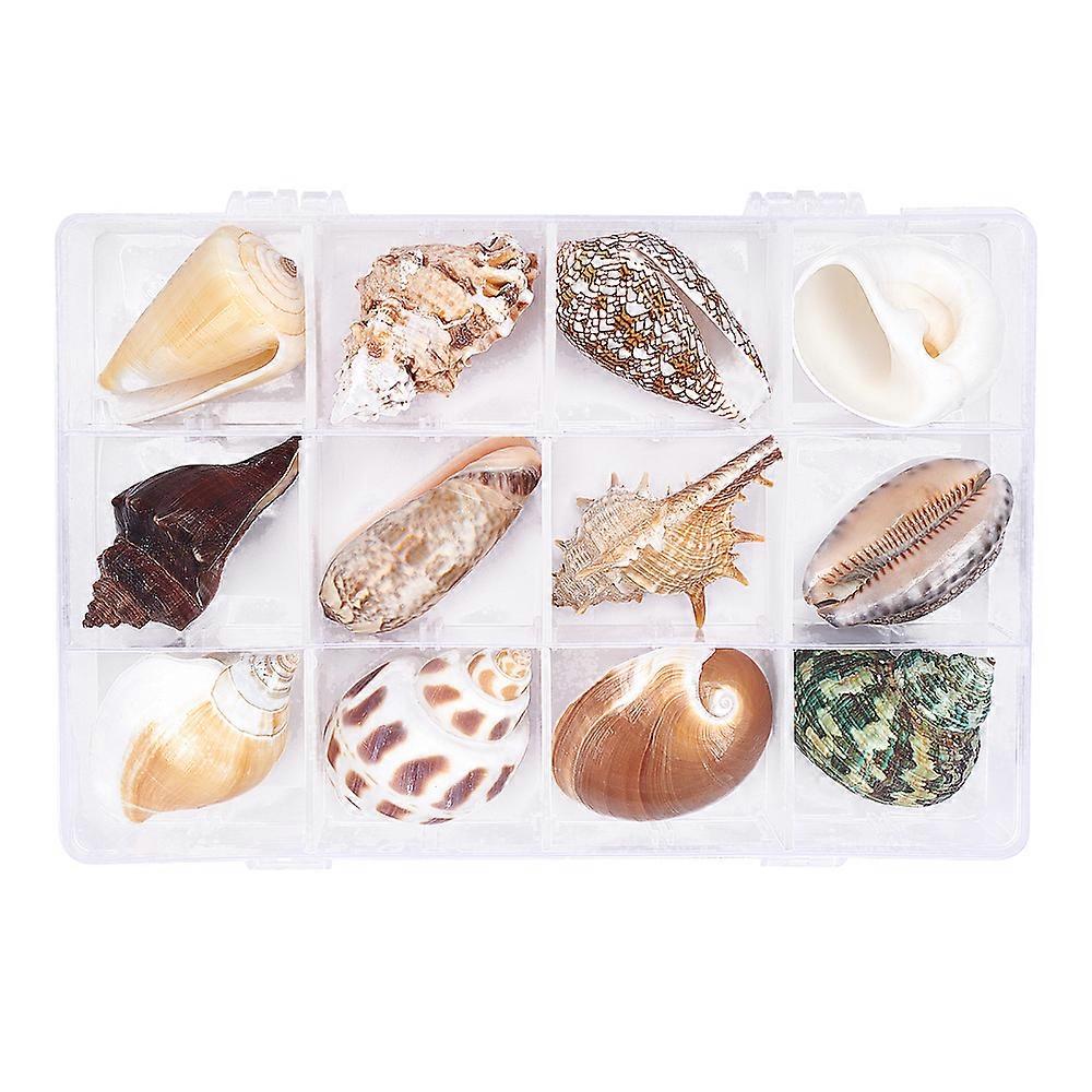 Natural Shell Home Display Decoration Sets No Hole/Undrilled Mixed Color 40~55mm 12pcs/box DIY