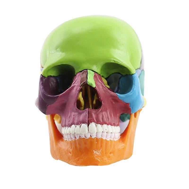 Medical-Skull Human Body Model Education Skull Model 1:2 for Student Teaching Study Assembling Mode