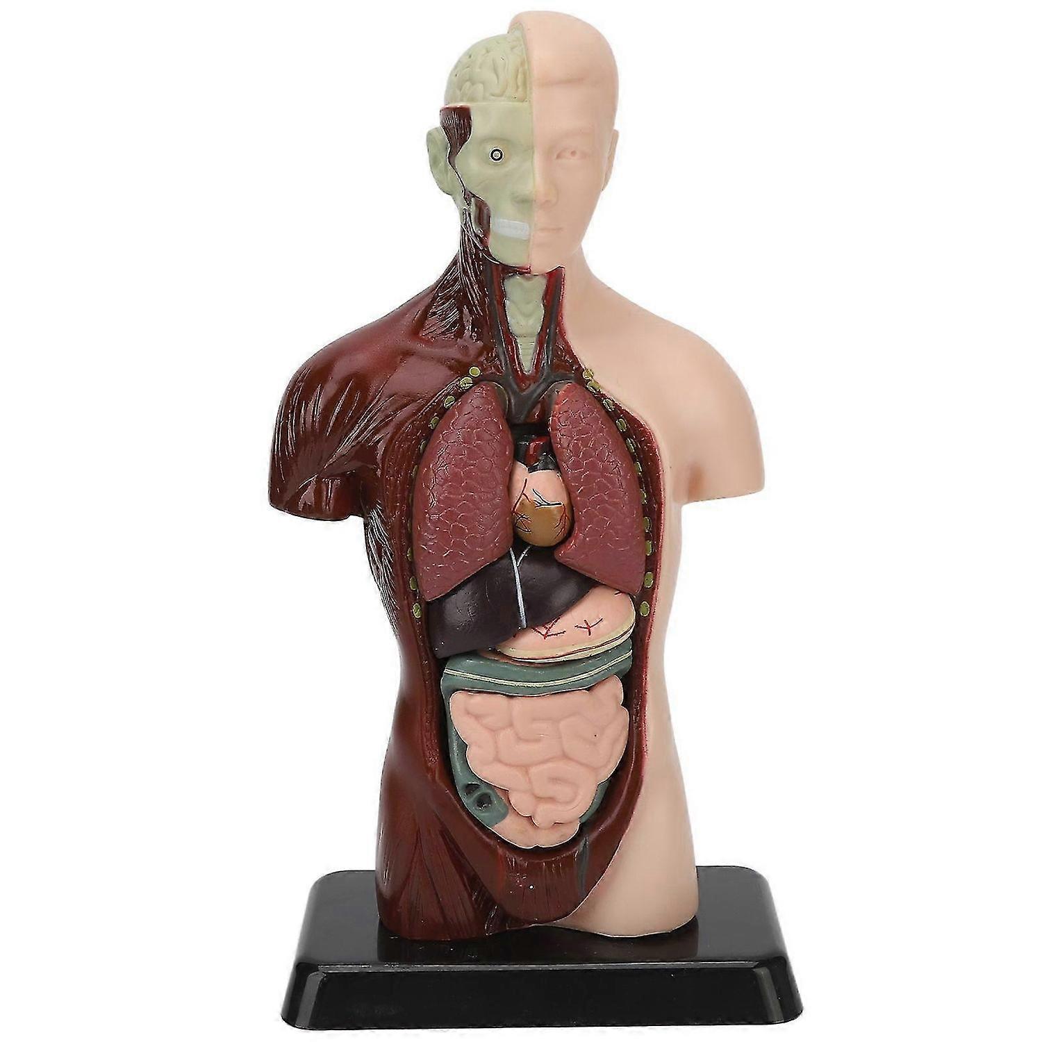 2025 Latest Model Human Body Model Detachable Simulation Unisex Human Torso Mo...