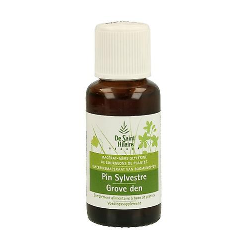 Macerat Organic Pine Pin 30 ml