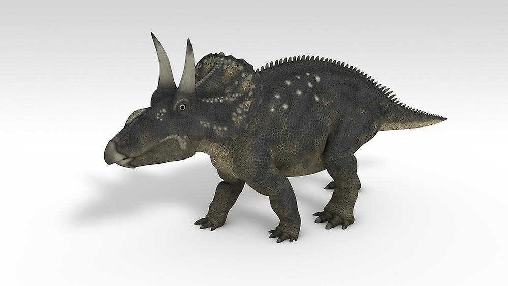 Triceratops dinosaur, white background. Poster