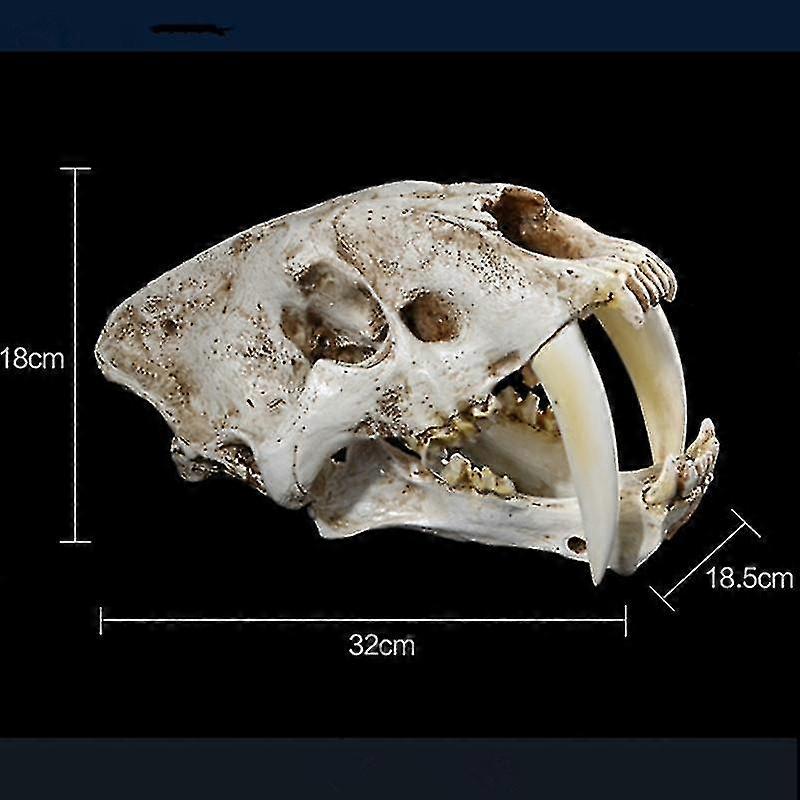 1:1 Tigre à dents de sabre Résine Crâne Réplique Tête Modèle Home Bar Decor-Yvan