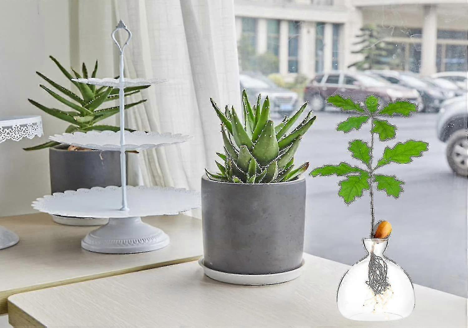 مزهرية زراعة بذور البلوط، أصيص، أحواض زجاجية، مجموعة زراعة شجرة البلوط، مزهريات زجاجية لتكاثر الأبصال، زراعة أشجار البلوط في المنزل، شجرة البلوط