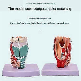 Human Teaching Medical-model Throat Model, Anatomically Accurate Throat Model, Anatomy Classroom Learning Display